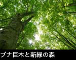 ブナ巨木と新緑の森