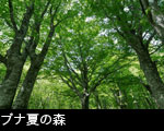 ブナ夏の森林