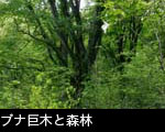 ブナの森林