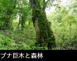 ブナ巨木老木と森林