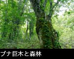 ブナの巨木老木と森林