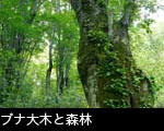 ブナの大木老木と森林