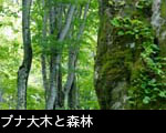 ブナ大木と森林