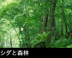 シダと森林 