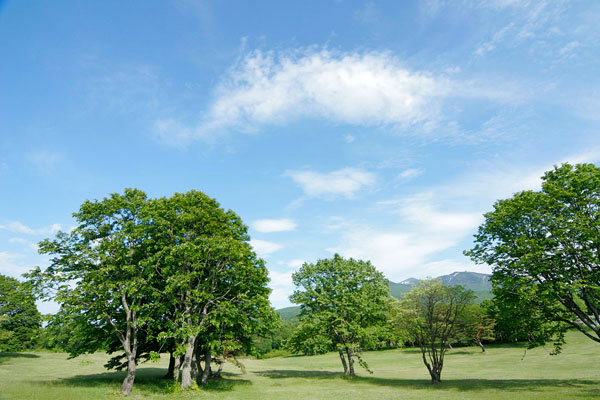 青空 高原 木立 画像 爽やか 6月 無料写真素材