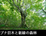 ブナ巨木と新緑の森