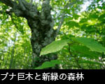 ブナ巨木と新緑の森