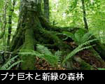 ブナ巨木と新緑の森林
