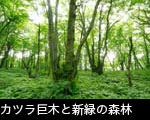 カツラ巨木と新緑の森林