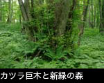 カツラ巨木と新緑の森