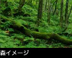 森イメージ