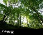 ブナの森