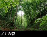 ブナの森