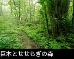 せせらぎとブナ新緑の森