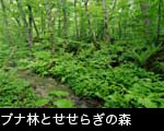 無料写真素材ストックフォトブナの森と小川、せせらぎ
