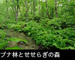 無料写真素材、せせらぎとブナ新緑の森