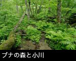 新緑のブナの森と小川 せせらぎ フリー写真素材