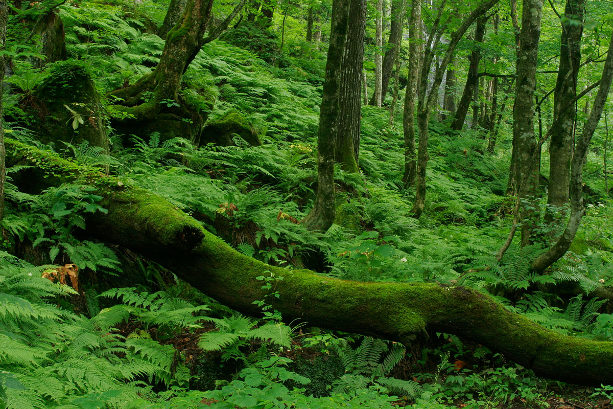 n4-2912　苔むす倒木と深緑の森林　