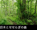巨木とせせらぎの森