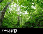 ブナ林新緑
