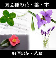 素材系の花・葉っぱ。園芸種の花・ 若葉