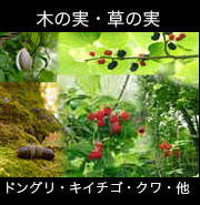 木の実、草のみ・ドングリ・キイチゴ・クワ