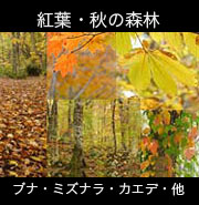 紅葉・秋の森ブナ・ミズナラ・カエデ
