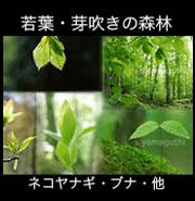 若葉、芽吹きの森・ネコヤナギ・ブナ・発芽