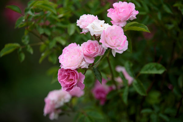 バラの花数輪 一枝 画像2 フリー写真素材