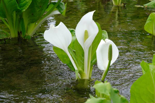 雪解けの清流に顔を出して咲いている3輪の白い水芭蕉。さらさらと涼やかに流れる清流。
