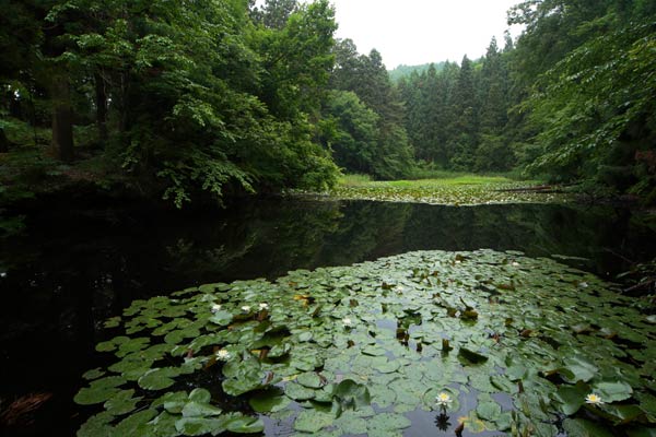 沼の写真2枚。水面に睡蓮や水草が繁茂し周囲を木立が囲む薄暗い沼