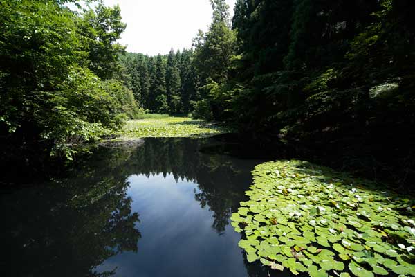 睡蓮や水草が繁茂し周囲を木立が囲む。水面には朝の日が差している。