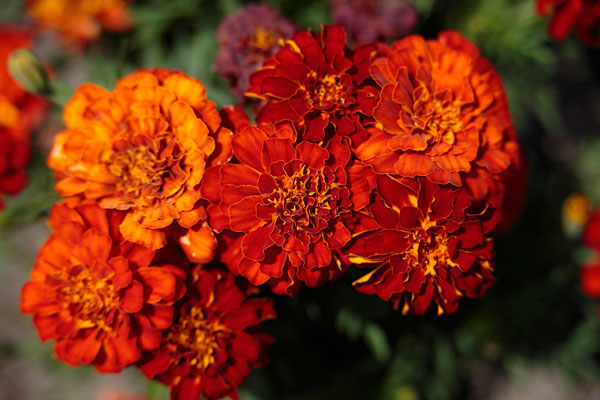 濃紅色の花、マリーゴールドの花　フリー画像3　フリー写真素材