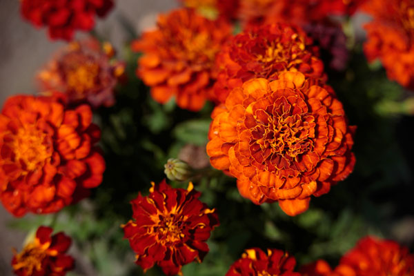 強い夏の日射しで輝く紅色の花。1輪にピントを合わせ周囲の花はアウトフォーカス。花ざかりを少しすぎて崩れかかった花。