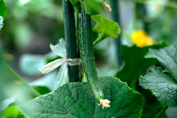 緑鮮やかなキュウリの果実・アップ画像・夏野菜、垂れ下がるキュウリの果実