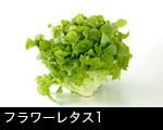 フラワーレタス1