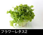 フラワーレタス2