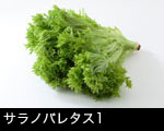 サラノバレタス1