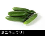 ミニキュウリ1