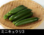 ミニキュウリ3　