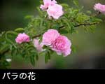 ピンク色のバラ