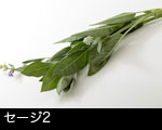 セージ（ハーブ）香草2