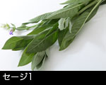 セージ（ハーブ）香草1