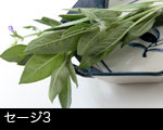 セージ（ハーブ）香草3