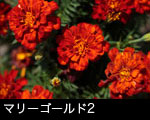 マリーゴールドの花2
