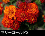 マリーゴールドの花3