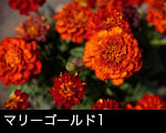 マリーゴールドの花1