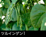 ツルインゲン1