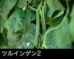 ツルインゲン2