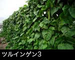 ツルインゲン3